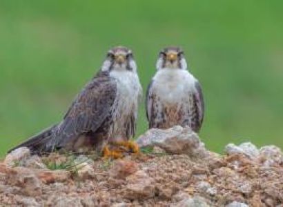 Wildlife Oasis of Desert