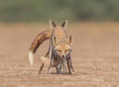 Wildlife Oasis of Desert