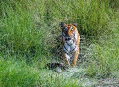 3 Night 4 Day Bardiya National Park - Nepal Tour
