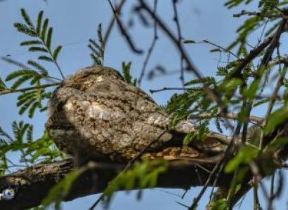 3 Night 4 Day Birder Paradise - Bharatpur Tour