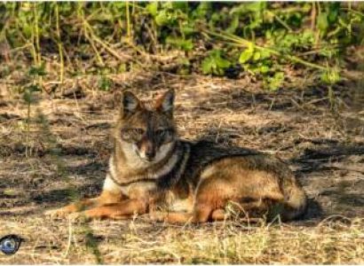 3 Night 4 Day Birder Paradise - Bharatpur Tour