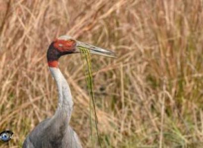 3 Night 4 Day Birder Paradise - Bharatpur Tour