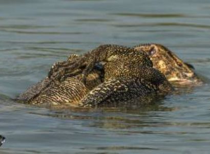 The Only Mangrove Tigerland of Globe - Sundarban Tiger reserve