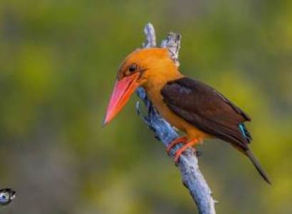 The Only Mangrove Tigerland of Globe - Sundarban Tiger reserve