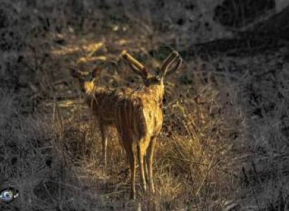 Bardiya Tour Packages