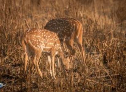 3 Night 4 Day Bardiya National Park - Nepal Tour