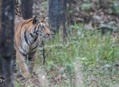 2 Night 3 Days The Land of Mowgli - Pench National Park Tour