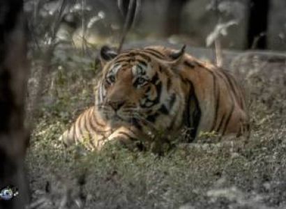 2 Night 3 Days The Land of Mowgli - Pench National Park Tour