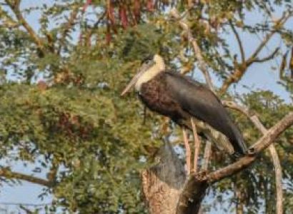 3 Night 4 Day Omar Kaziranga Tour Package