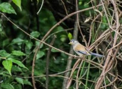 Dirang Tour Packages