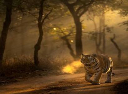 Ranikhet Tour Packages