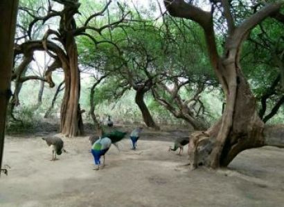 Brij Parikrama Tour Package