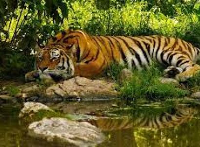 Sundarban Tiger Cruise Tour