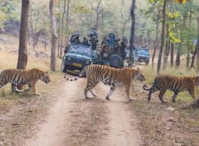 4N 5D Experience Wildlife Of Madhya Pradesh Tour
