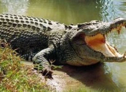 BHITARKANIKA & SIMLIPAL TOUR