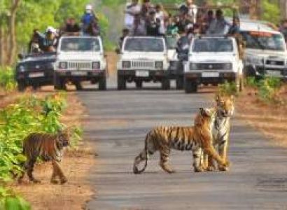Corbett National Park Tour