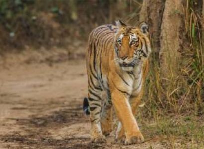 Corbett National Park Tour Package