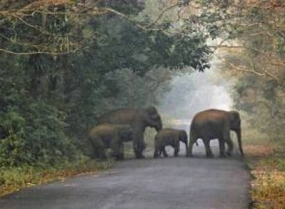 3Nights 4Days Lataguri Jaldapara Tour