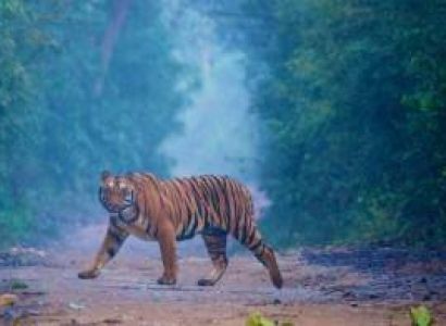 4 Days Corbett Nainital Tour Package