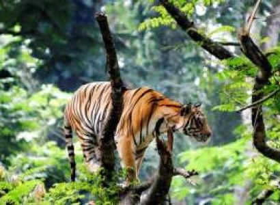 Thekkady Tour Packages