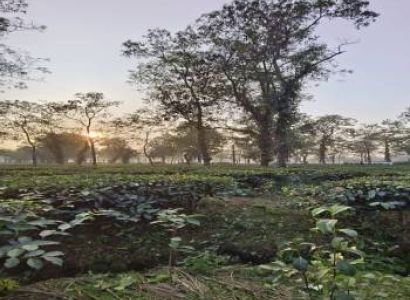 Enchanting Dooars Delight