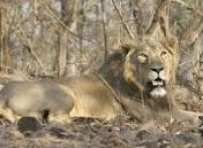 Wildlife And Beach Of Gujarat Tour