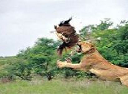 Wildlife And Beach Of Gujarat Tour