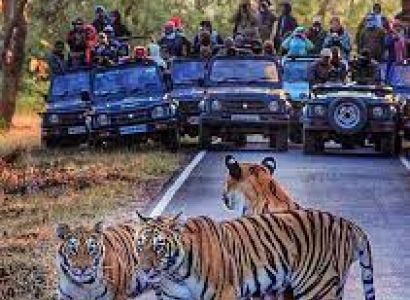 5 Days Maharashtra Wildlife Package