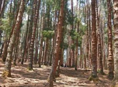 1 Night 2 days Ooty sightseeing package