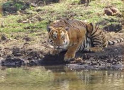 1 Night 2 days Mysore to Ooty & coonoor Tour package