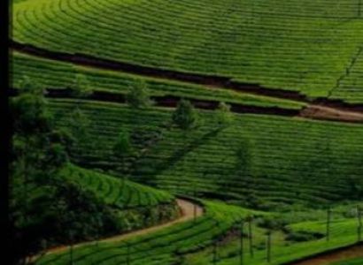 1 Night 2 days Mysore to Ooty & coonoor Tour package