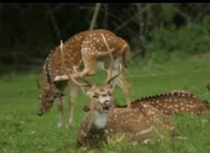 3 Night 4 days Bangalore to Mysore &Ooty Tour