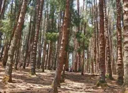 3 Night 4 days Bangalore to Mysore &Ooty Tour