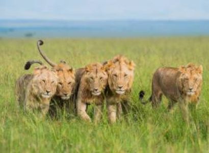 3 Day 2 Night Arusha Safari