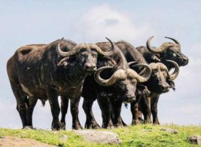 5 Days Safari – The Best of Tanzania