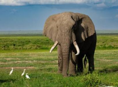 9-Day Safari Itinerary: Lake Naivasha, Masai Mara, Serengeti, Ngorongoro, Lake Manyara & Tarangire