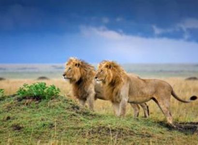 9-Day Safari Itinerary: Lake Naivasha, Masai Mara, Serengeti, Ngorongoro, Lake Manyara & Tarangire