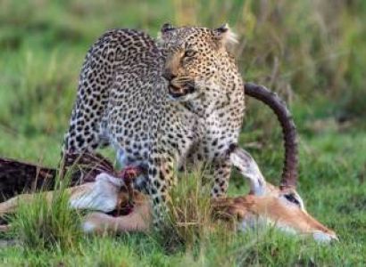 9-Day Safari Itinerary: Lake Naivasha, Masai Mara, Serengeti, Ngorongoro, Lake Manyara & Tarangire