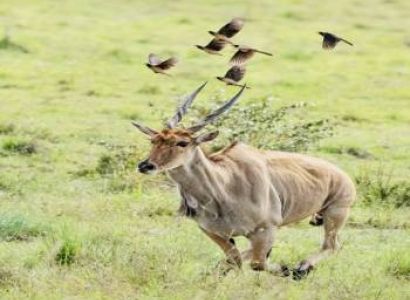 9-Day Safari Itinerary: Lake Naivasha, Masai Mara, Serengeti, Ngorongoro, Lake Manyara & Tarangire