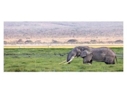 9-Day Safari Itinerary: Lake Naivasha, Masai Mara, Serengeti, Ngorongoro, Lake Manyara & Tarangire