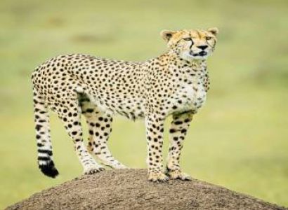 9-Day Safari Itinerary: Lake Naivasha, Masai Mara, Serengeti, Ngorongoro, Lake Manyara & Tarangire