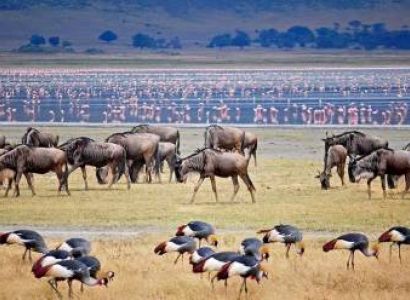 7 Days Northern Tanzania Safari Tour