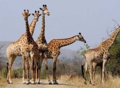 6 Days Tanzania Safari Tour For Two