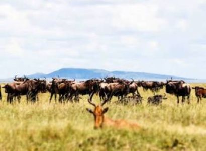 6 Days Migration Special Safari Tour