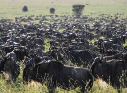 5 Days Migration Special Safari Tour