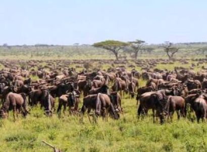4 Days Special Migration Safari Tour