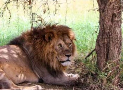 4 Day Luxury Tented Camp Experience Tour