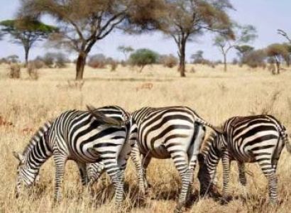 3-Day Tarangire And Serengeti National Park Tour