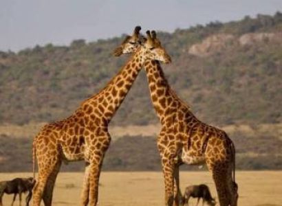 3-Day Serengeti NP - Ngorongoro Crater Camping Safari Tour