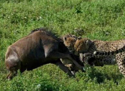 Ngorongoro Tour Packages